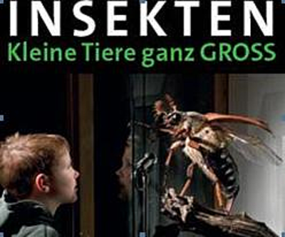 Kleine Tierchen Im Bad