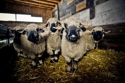 Visit at the Tradition Julen sheep barn