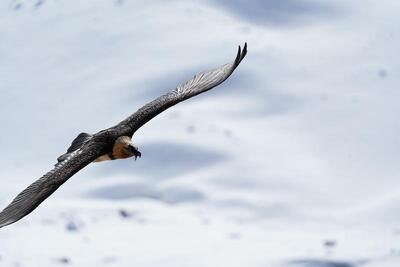 Bearded vulture photo workshop