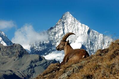 Filmvorführung - Fauna & Flora von Zermatt