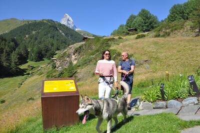 Randonnée avec un husky à Zermatt