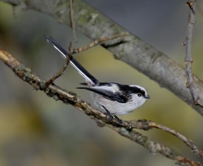Vogelstimmenführung im Wollmatinger Ried