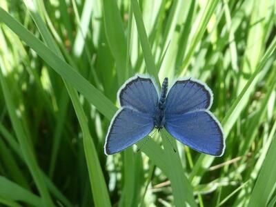 Schmetterlinge in den Riedwiesen