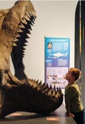 Ferienspiele: Megalodon und andere Großmäuler