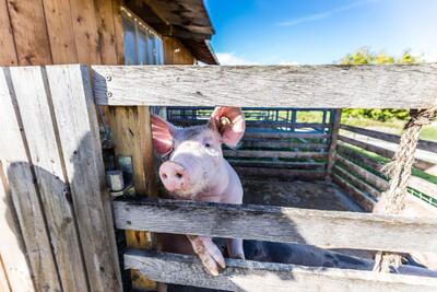 Hofführung mit Käse- und Wurstverkostung beim Seppn Bauernhof