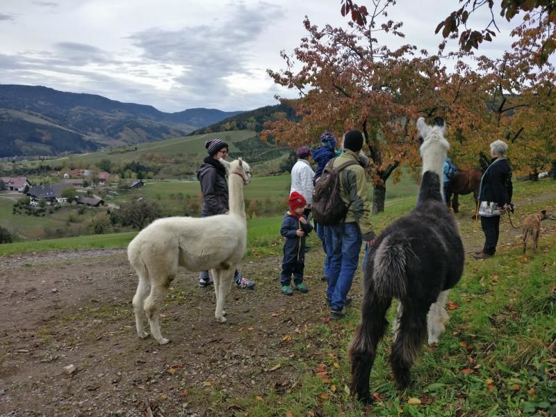 Alpaka-Trekking-Tour mit Lagerfeuer. © Jill Lffler