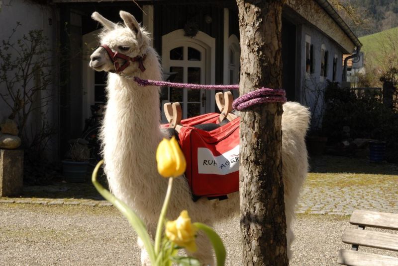 Lama Trekking im Südschwarzwald