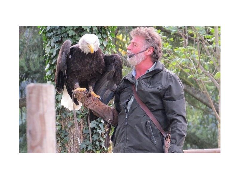 Falkner mit Weißkopfseealder auf der Hand. © Falknerei Ruchlak