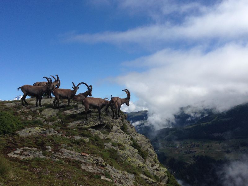 Wildtiere beobachten und reichhaltiges Frühstück geniessen