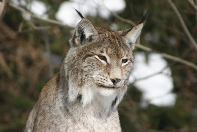 Auf dem Luchspfad zum Haus zur Wildnis