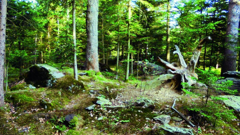 „Kleßerer Geschichtenwald” - Spielerisch die Natur erfahren durch erzählen, wandern und basteln