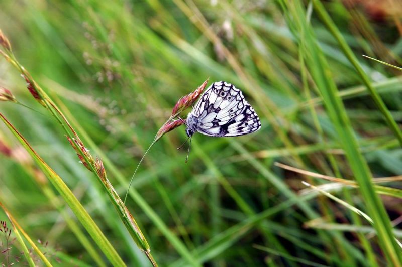 Die intelligente Welt der Tiere - Themenwanderung mit der Naturpark-Rangerin