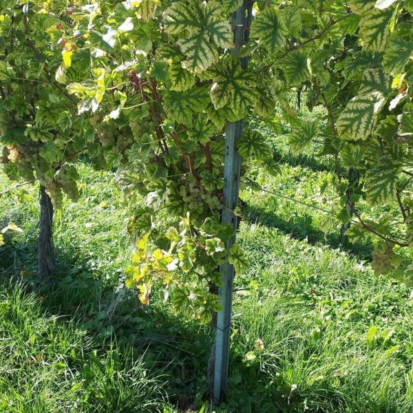 Weinwanderung