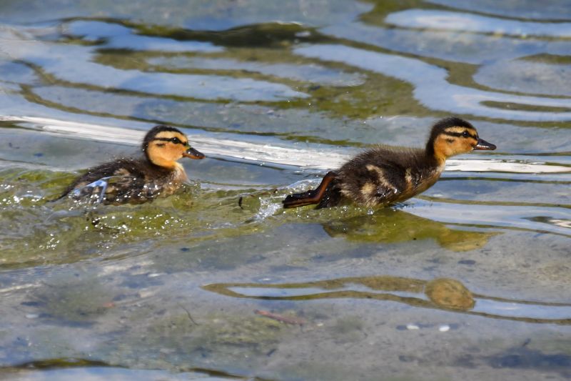 Vogel-Alltag in Konstanz. Aus dem Fotoalbum von Blässhuhn, Spatz & Co.