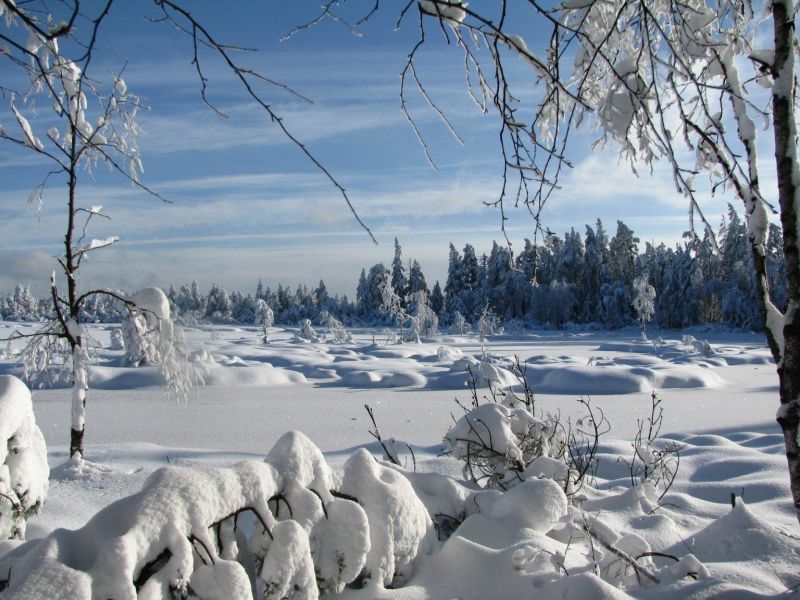 Winterwald