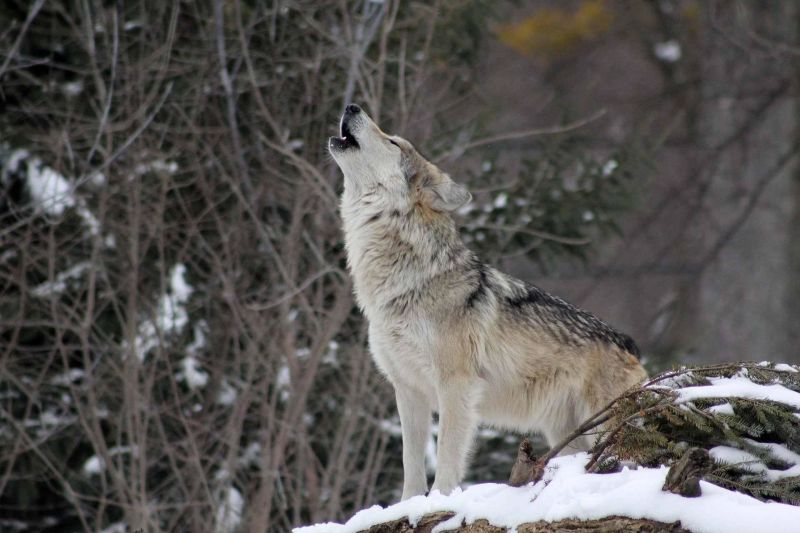 Wolf. pixabay