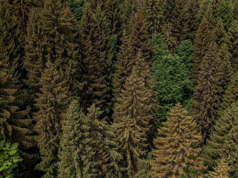 Wald