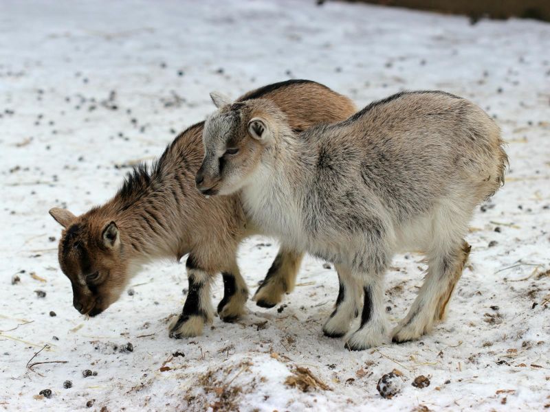 Bauernhoferlebnis © Surselva Tourismus AG