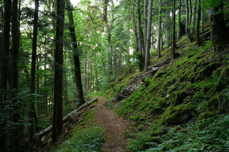 Bannwaldwanderung auf dem Urwaldpfad