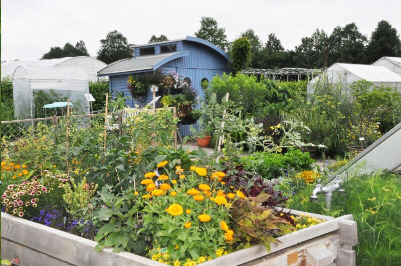 Der Kleingarten für Gemüse im Sommer