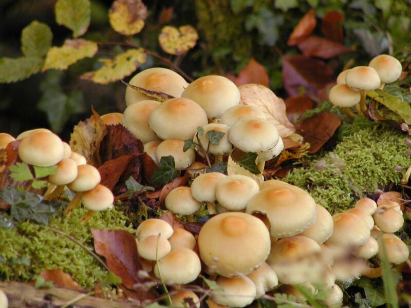 Pilz-Workshop in Schönau