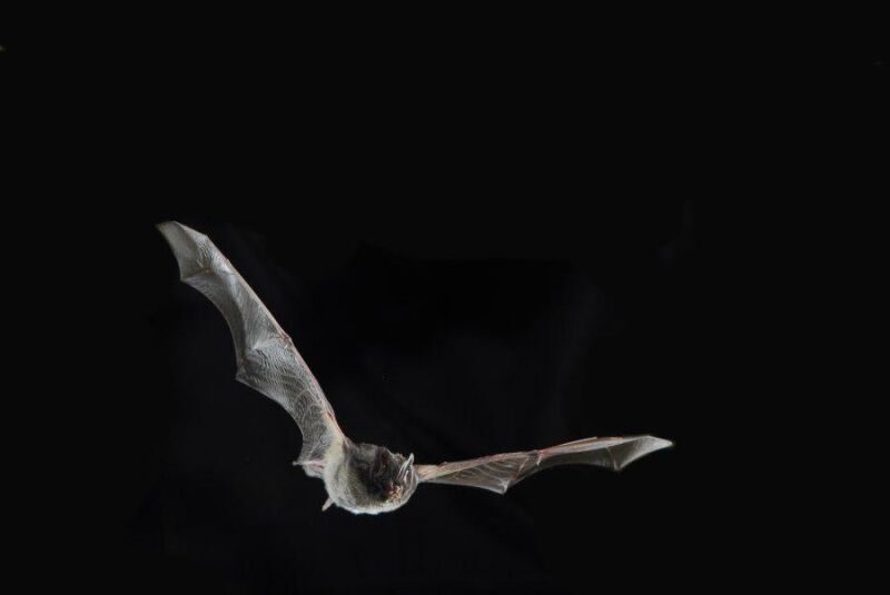 Fledermäuse entdecken