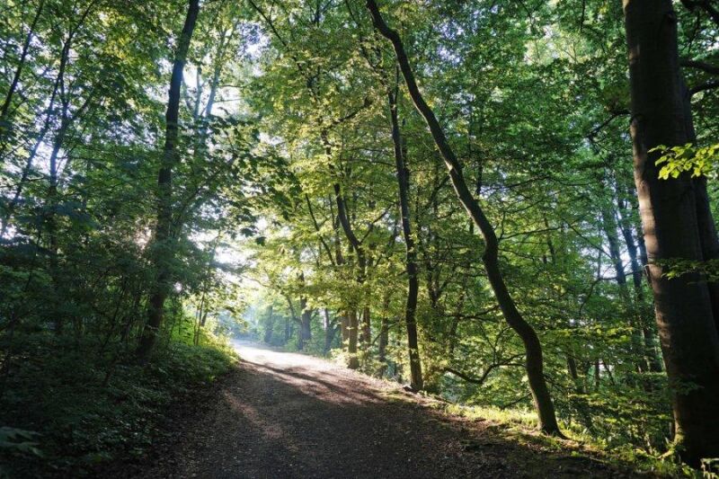 Ein Biodiversitätsspaziergang an der Hessenschanze