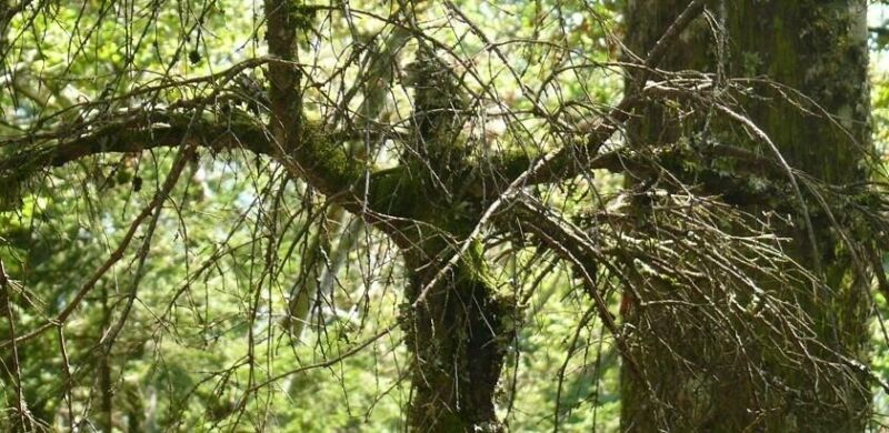 Waldbaden am Belchen ?? den Wald erleben und erfahren