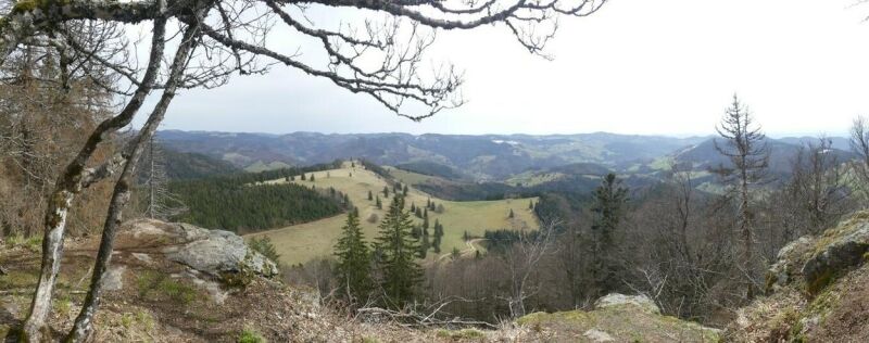 Durch den Bannwald zum Belchengipfel