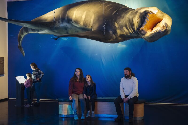 Familienführung: Giganten der Urmeere