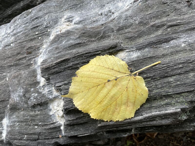Ferienspiele: Bunter Herbst