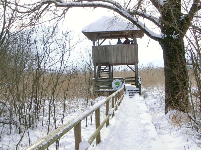 Winterspaziergang Gefiederte Wintergäste auf dem Chiemsee