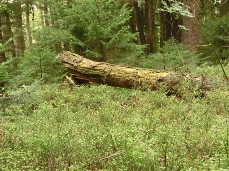 Wanderung in das Moorgebiet: Auf den Spuren des Bernauer Moorforschers Dr. Hans Schmeidl