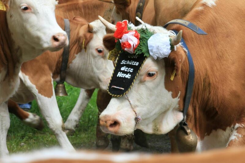 Traditioneller Jungviehauftrieb in Wieden