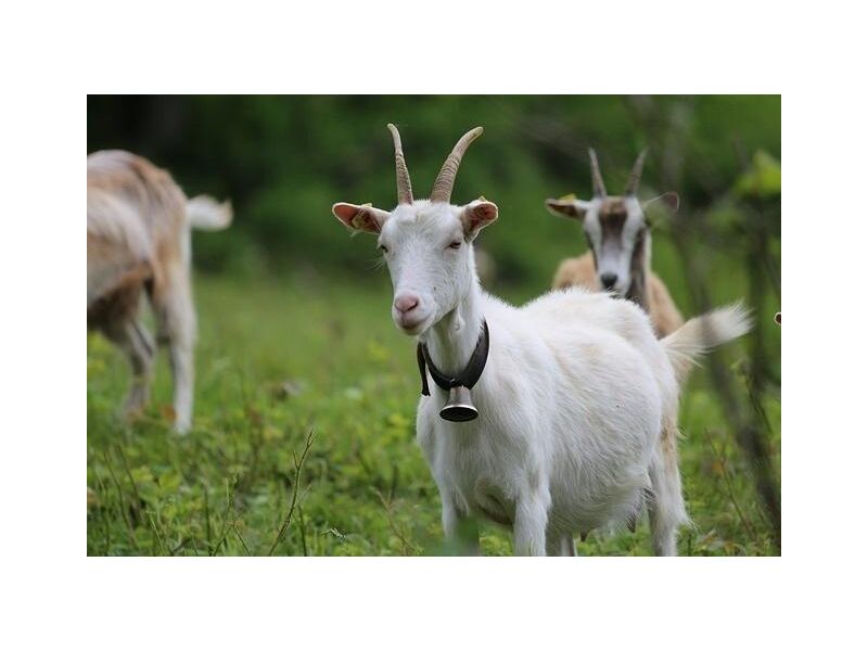 Geißenfest in Schönenberg