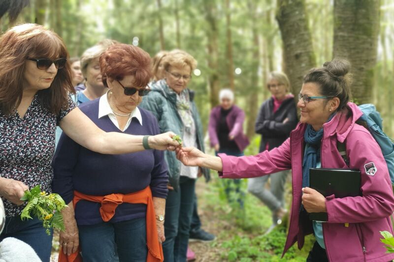 &bdquo;Grüne Kraft des Frühlings&rdquo; Kräuterspaziergang um den Hitzelsberg