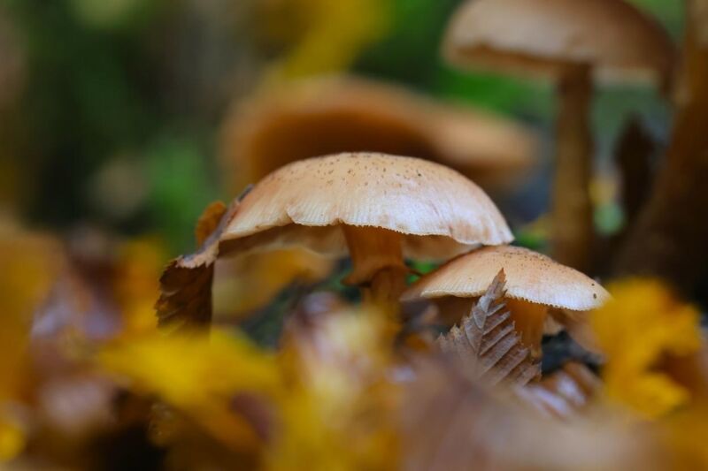 Eintägiges Pilz-Seminar in Wieden