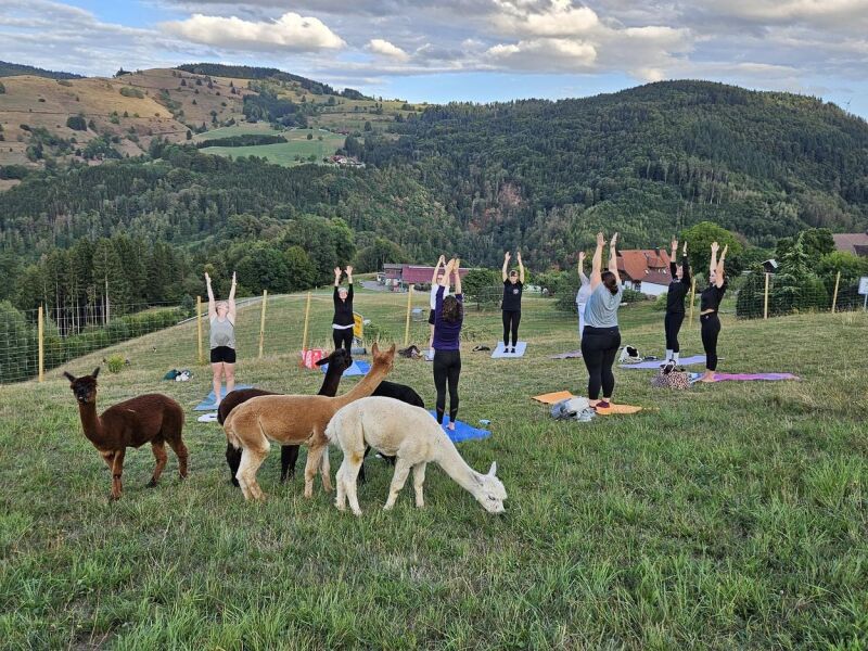 AUSGEBUCHTYoga auf der Alpaka Weide